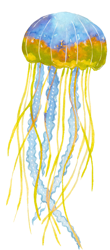 Jellyfish 1